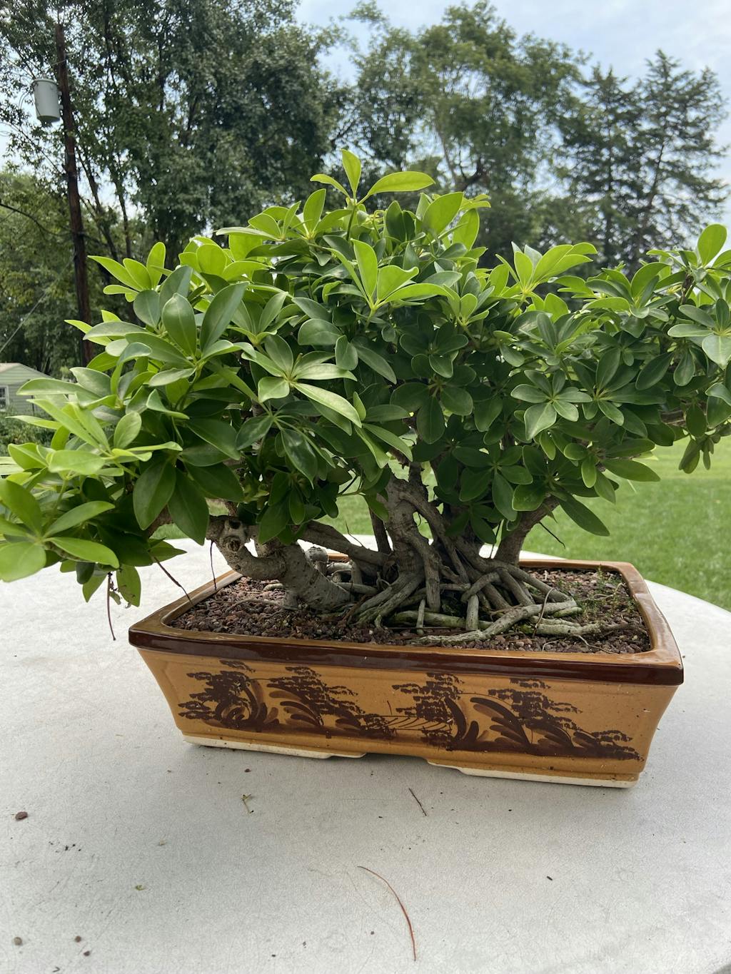 Sumo Cakes Original Granular Bonsai Fertilizer Sumo Bonsai Supply