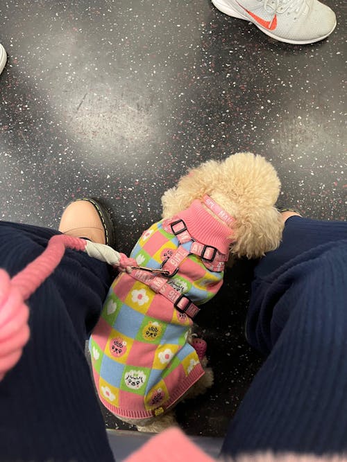 Candy Courn Dog Sweater