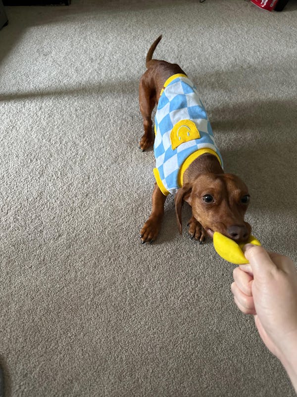Dog Cotton Smiley Tee