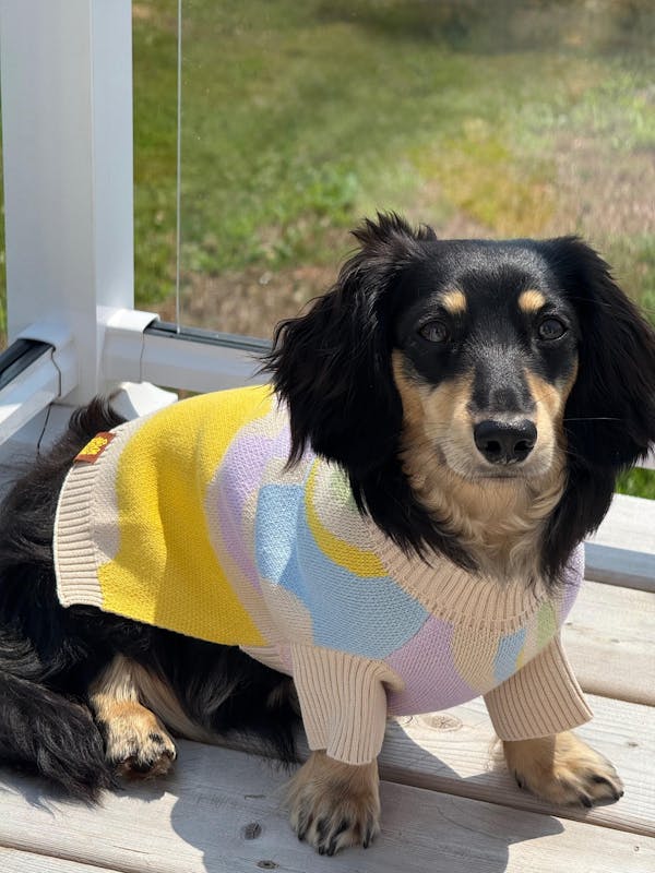 Wavy Knitted Dog Sweater