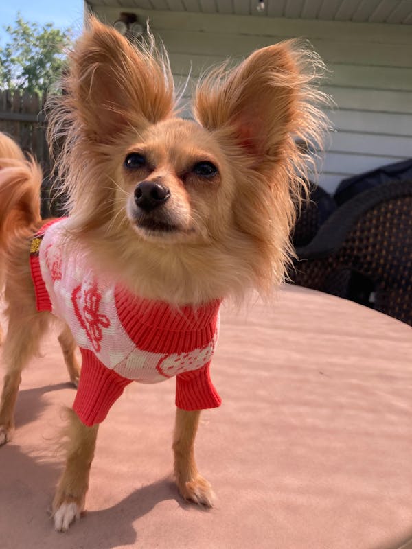 Strawberry Knitted Dog Sweater