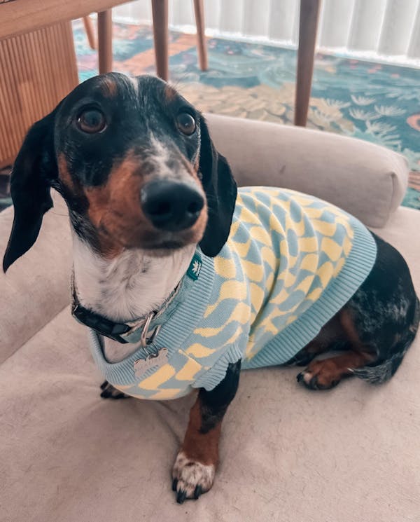 Seaside Swirl Cotton Knitted Dog Vest