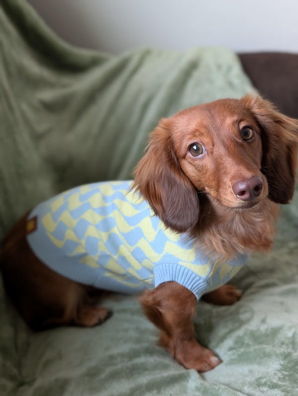 Seaside Swirl Cotton Knitted Dog Vest
