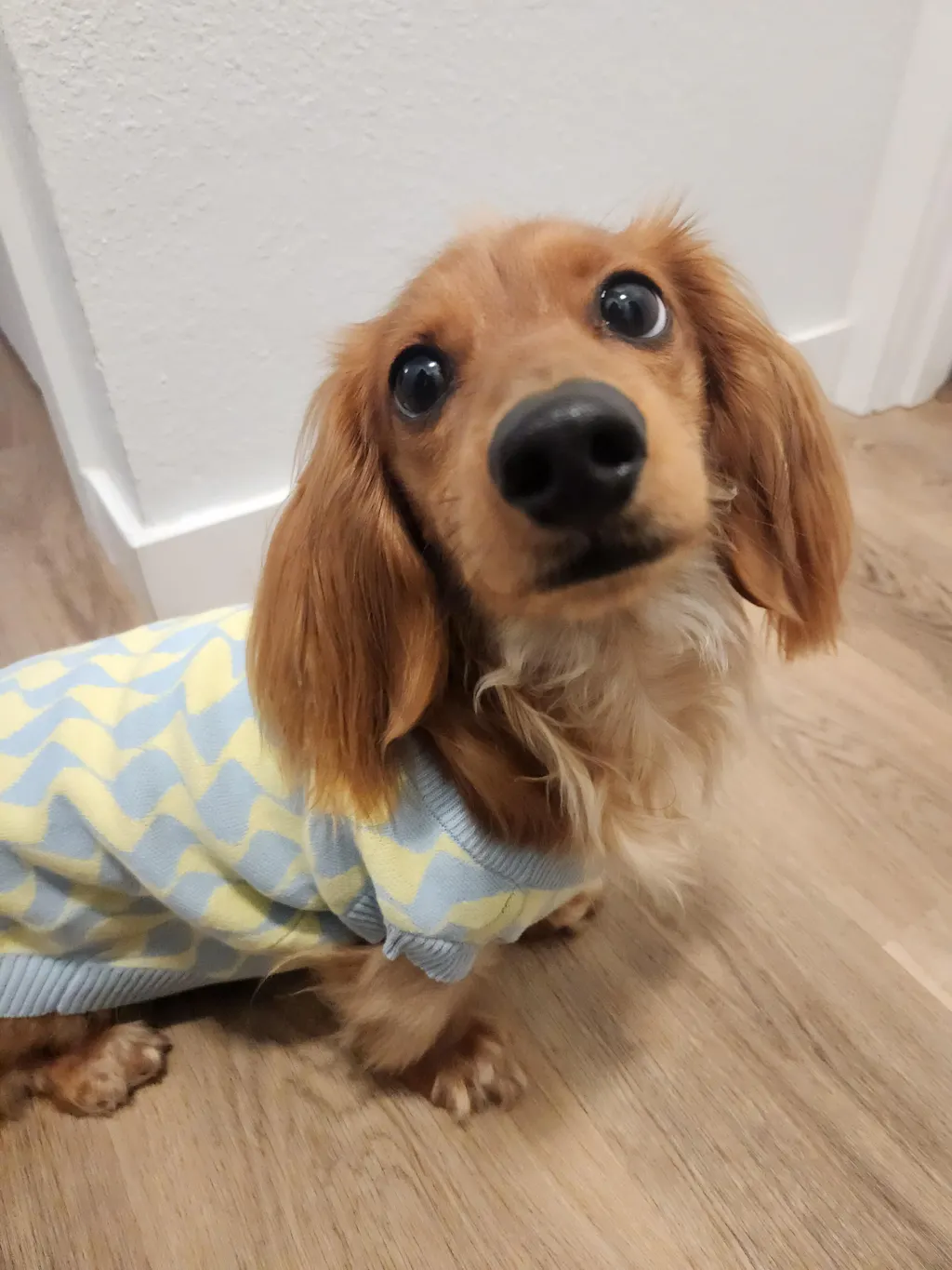 Seaside Swirl Cotton Knitted Dog Vest