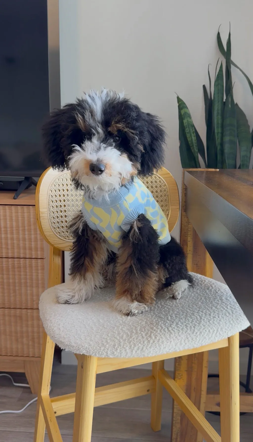 Seaside Swirl Cotton Knitted Dog Vest