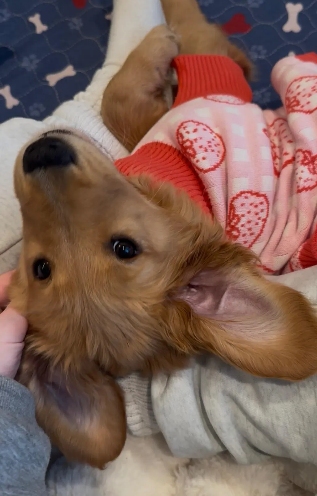Strawberry Knitted Dog Sweater