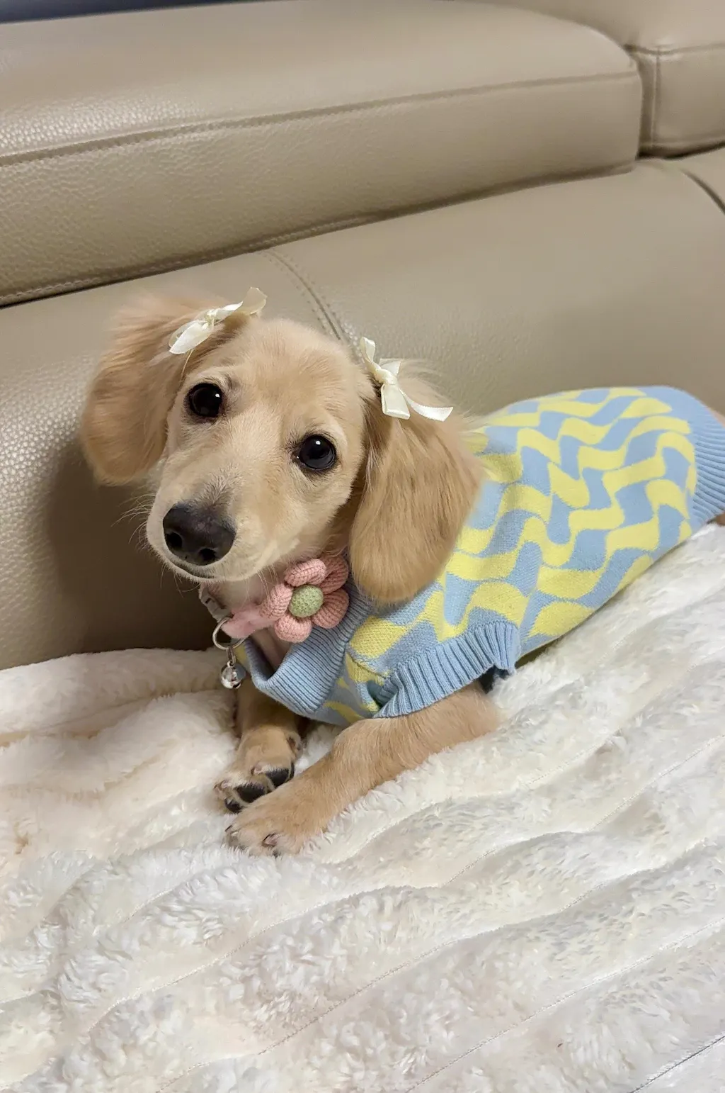 Seaside Swirl Cotton Knitted Dog Vest