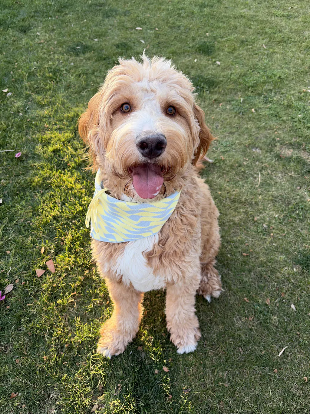 Seaside Swirl Cotton Knitted Dog Bandana