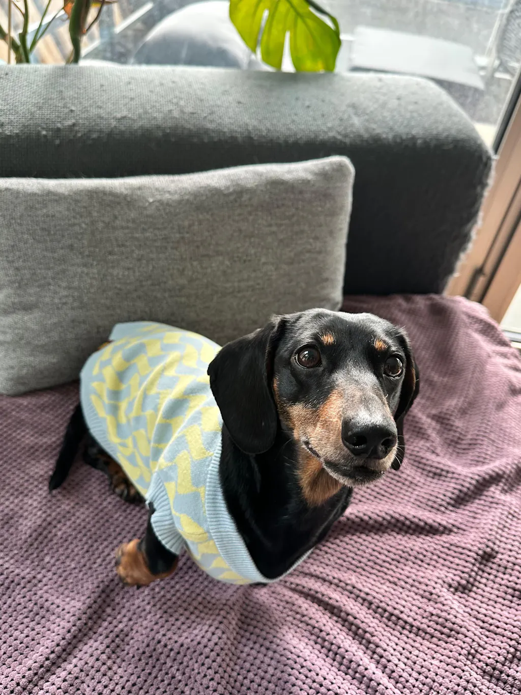 Seaside Swirl Cotton Knitted Dog Vest