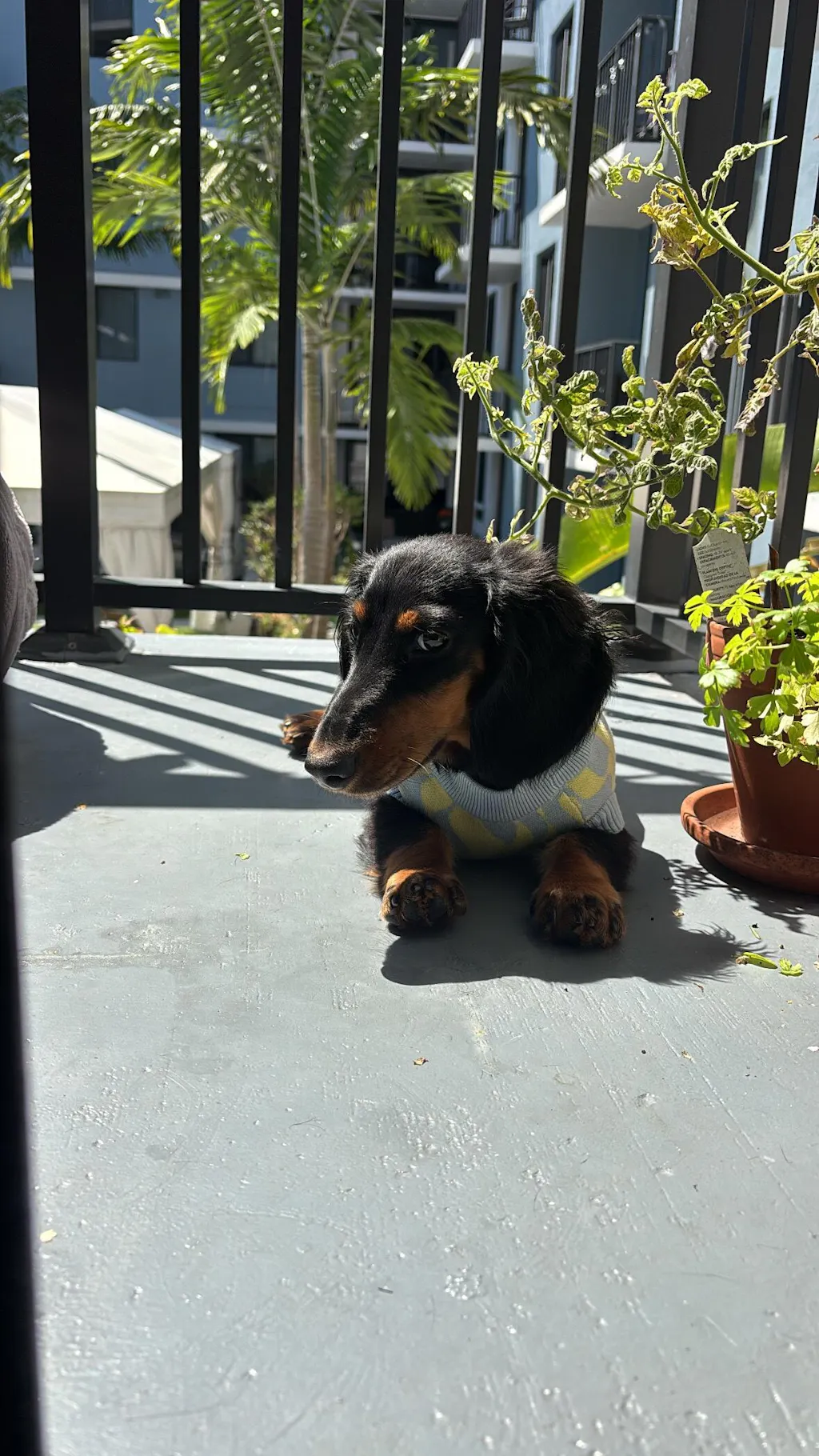 Seaside Swirl Cotton Knitted Dog Vest