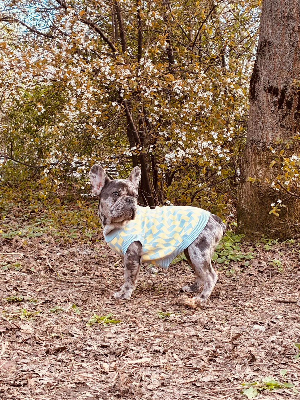 Seaside Swirl Cotton Knitted Dog Vest