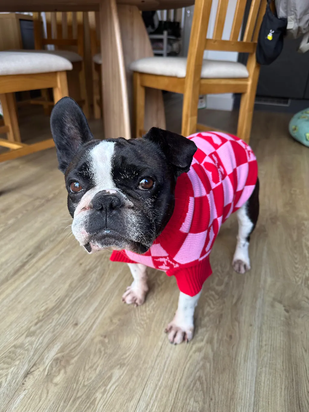 Roll Neck Dog Knitted Love Sweater