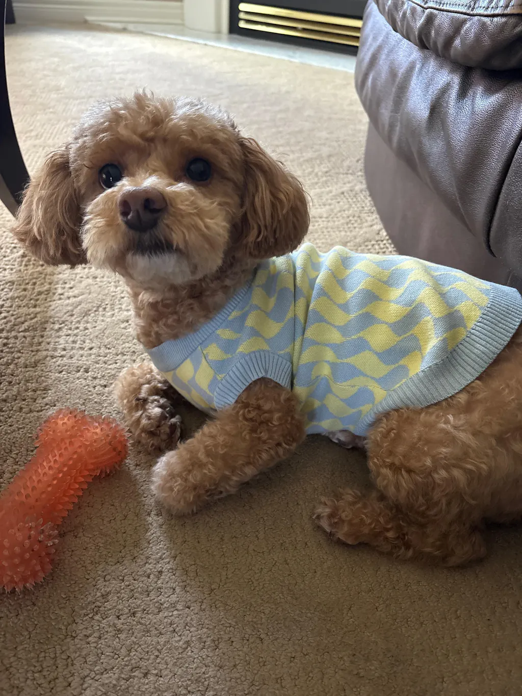 Seaside Swirl Cotton Knitted Dog Vest