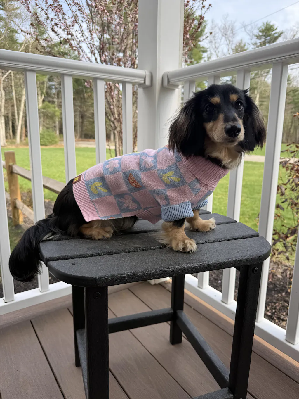 Shelly Roll Neck Knitted Dog Sweater