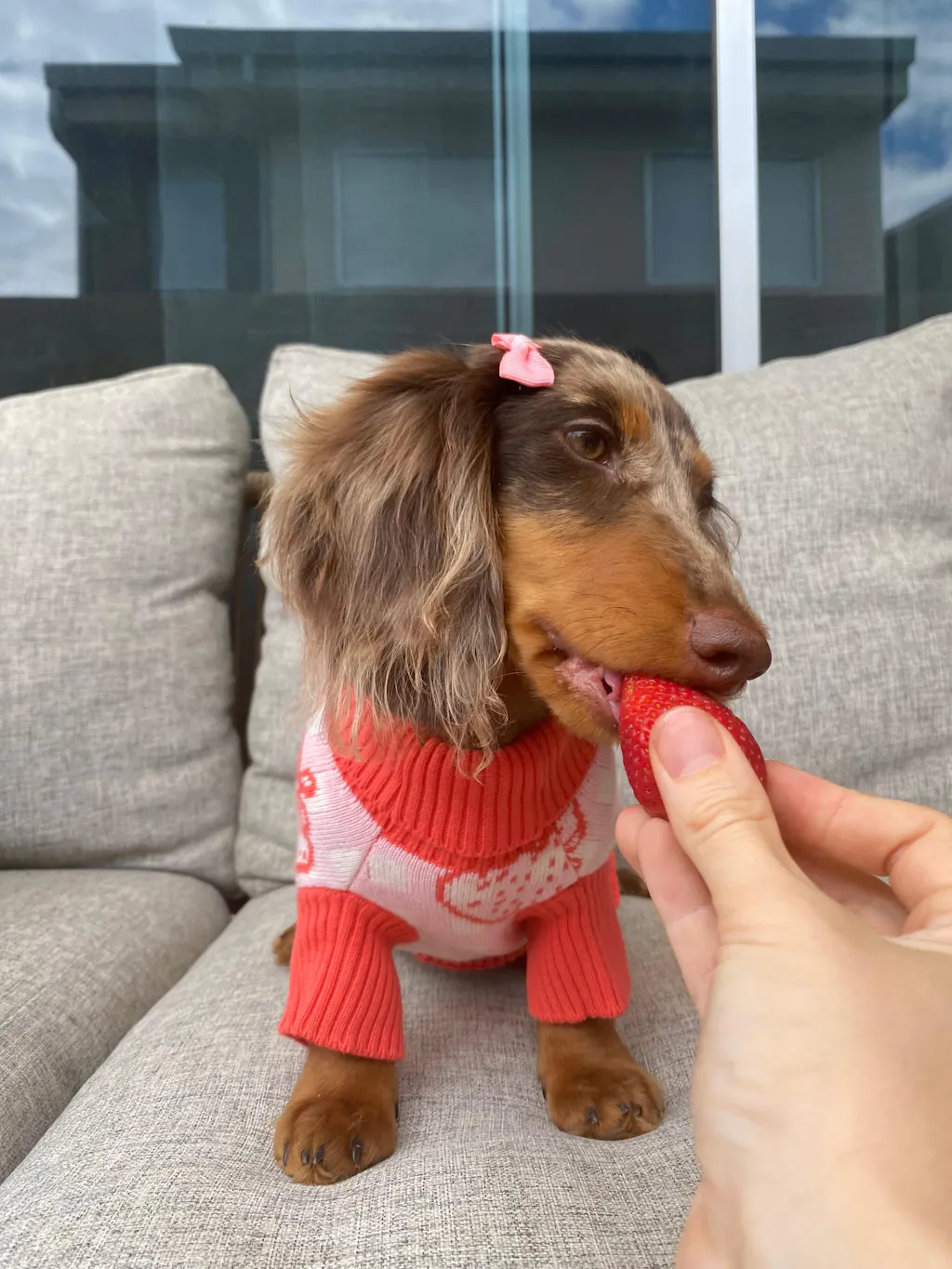 Strawberry Knitted Dog Sweater