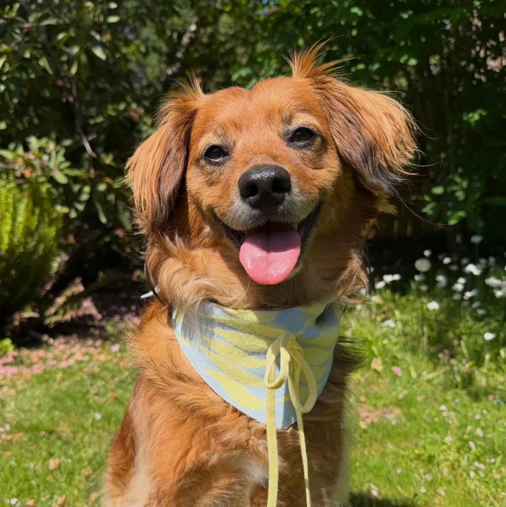Seaside Swirl Cotton Knitted Dog Bandana