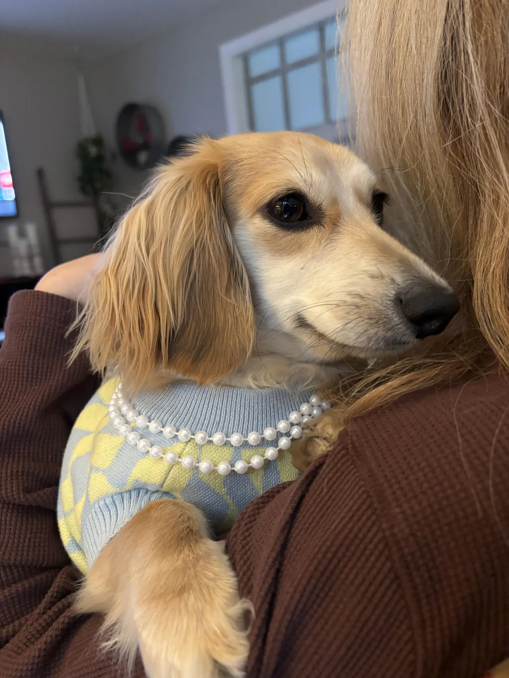 Seaside Swirl Cotton Knitted Dog Vest