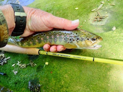 Best Fly Rod Weight For Trout Best Fly Rods For Smallmouth Chuck