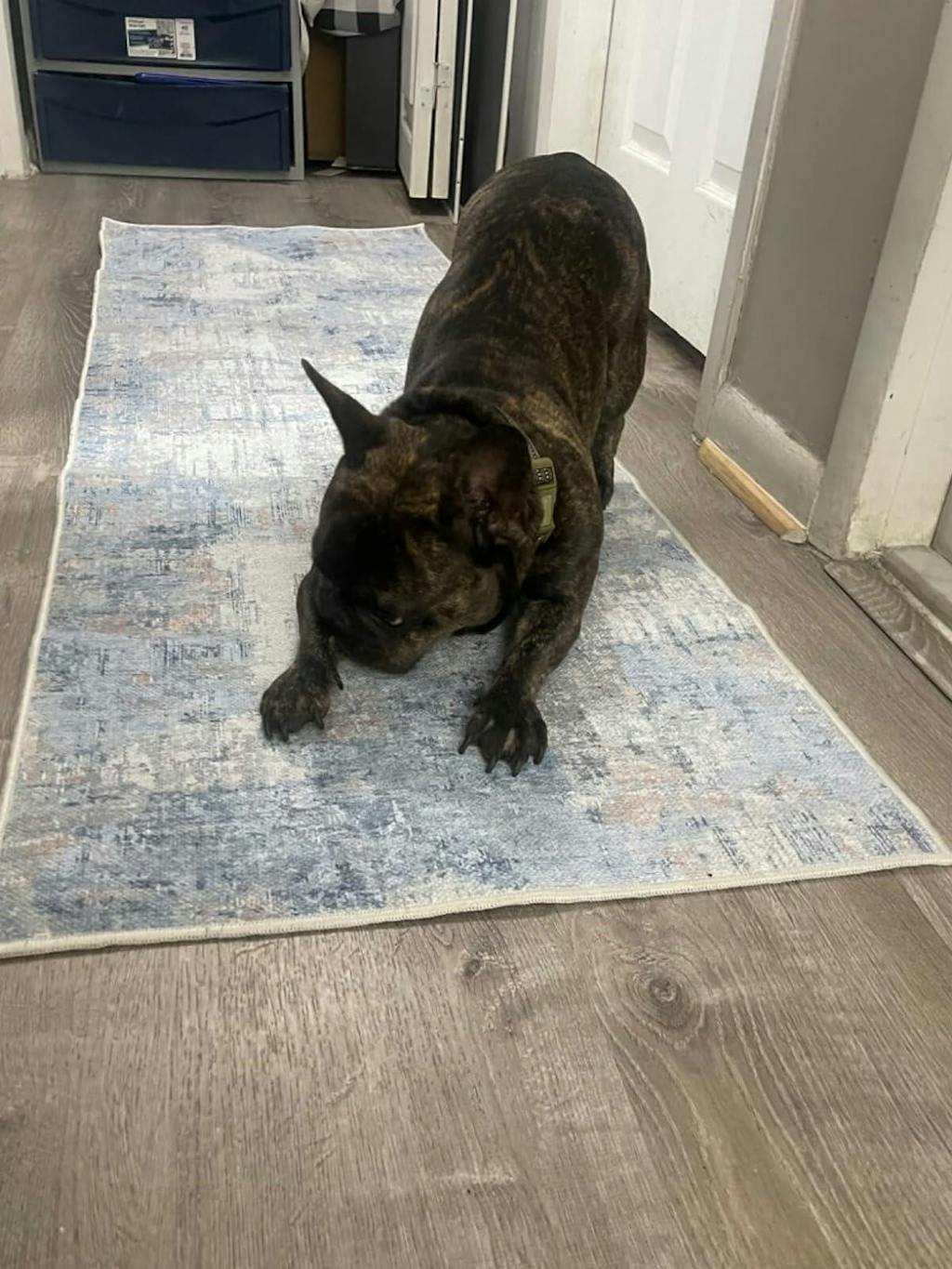 Pet Friendly Machine Washable Modern Area Rug - Crafted in the USA - Soft Pile