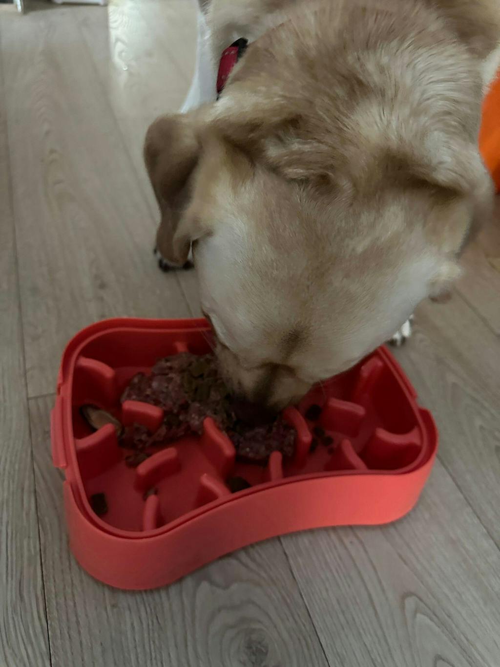 Marley Slowappy Slow Feeder Bowl