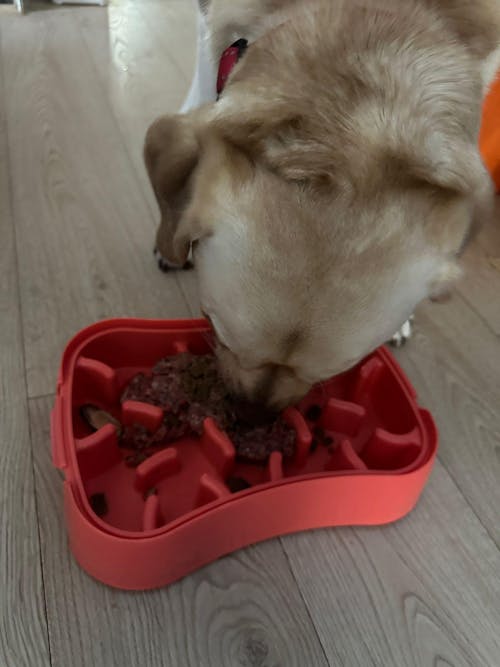 Marley Slowappy Slow Feeder  Bowl