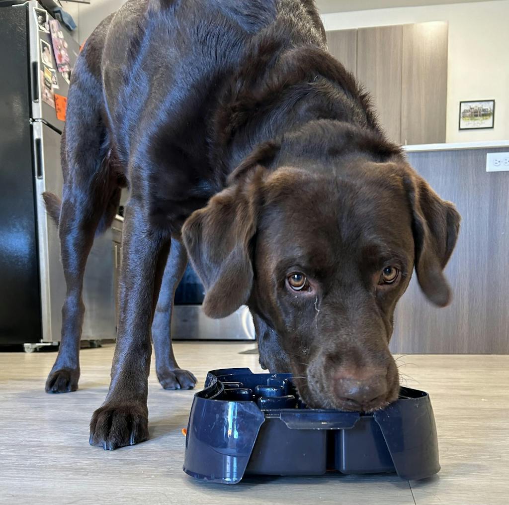 4-in-1 Slow Feeder Dog Bowl (Modalyst)