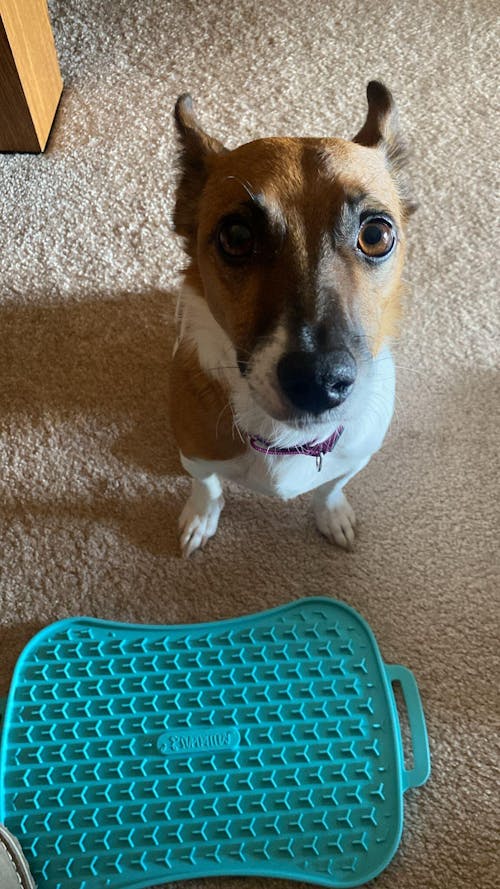 4-in-1 Slow Feeder Dog Bowl (Modalyst)