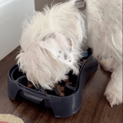 4-in-1 Slow Feeder Dog Bowl (Modalyst)