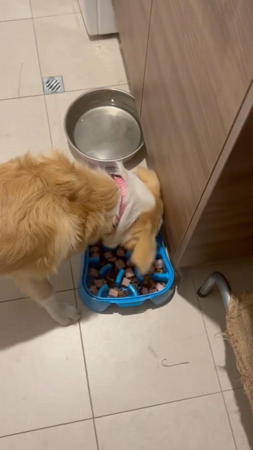 Super Feedy 4-in-1 Slow Feeder System