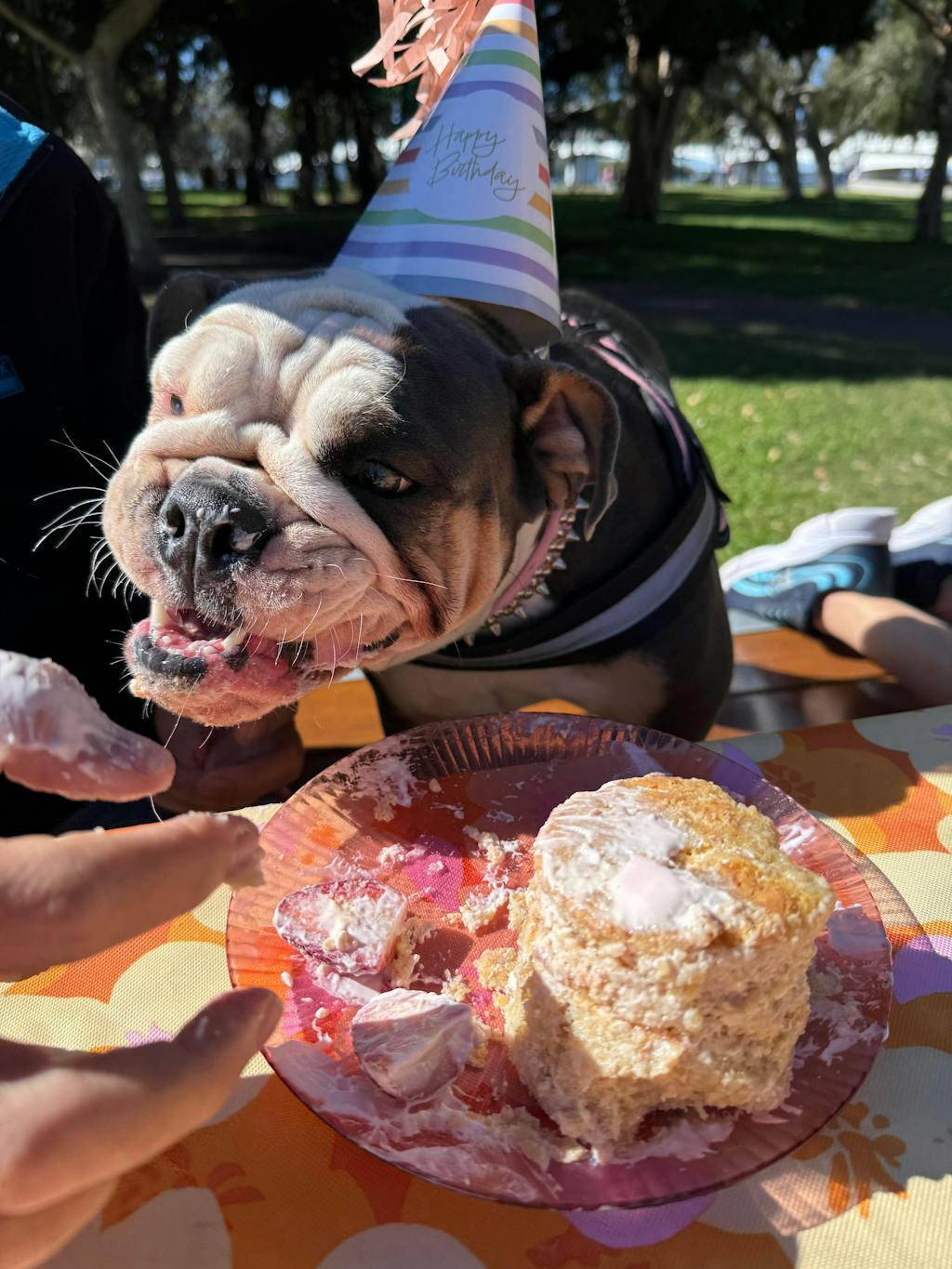 Super Feedy 4-in-1 Slow Feeder Dog Bowl System