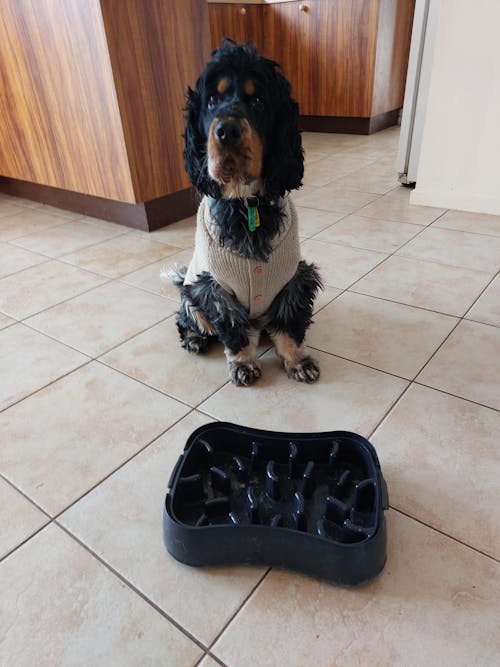 Super Feedy 4-in-1 Slow Feeder System