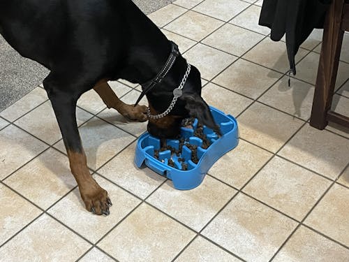 Super Feedy 4-in-1 Slow Feeder System