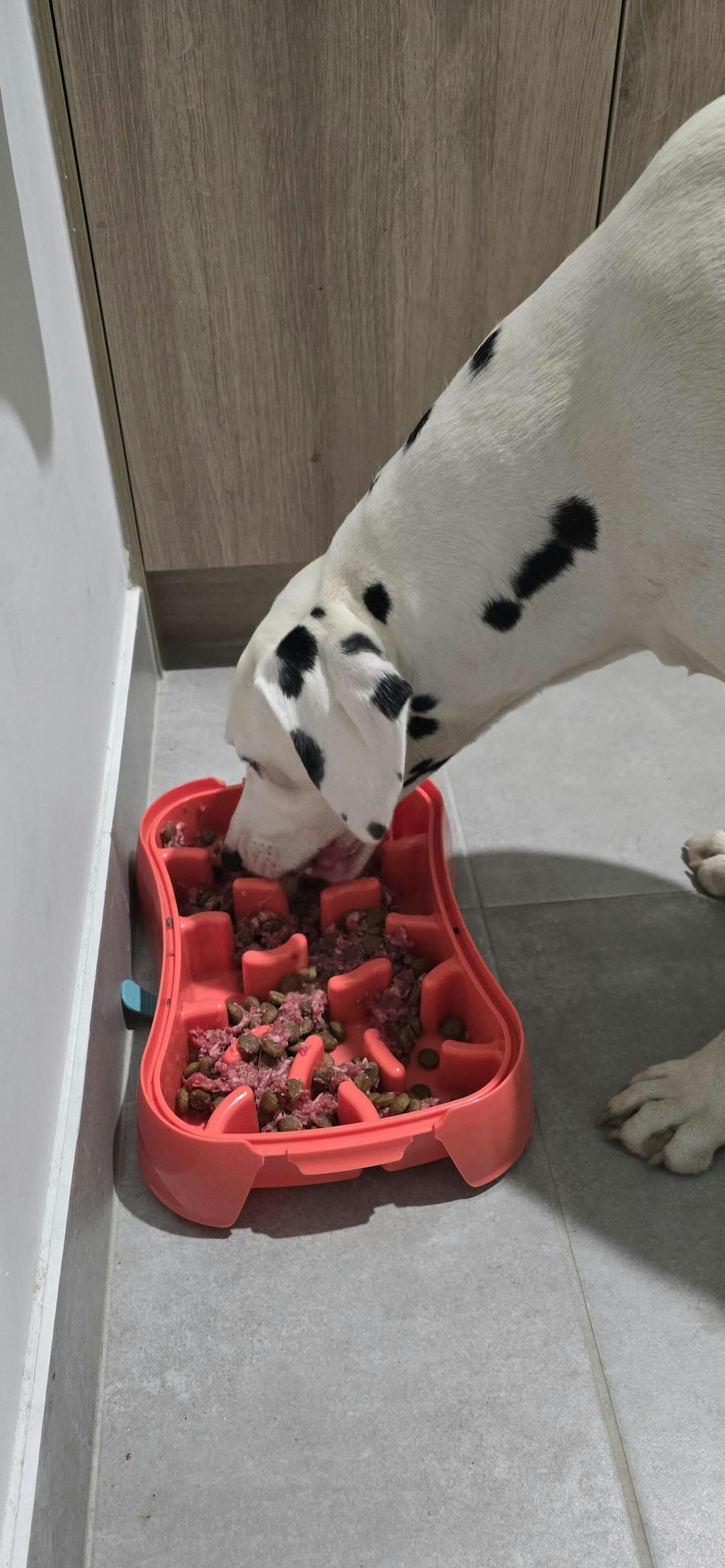 Super Feedy 4-in-1 Slow Feeder Dog Bowl System