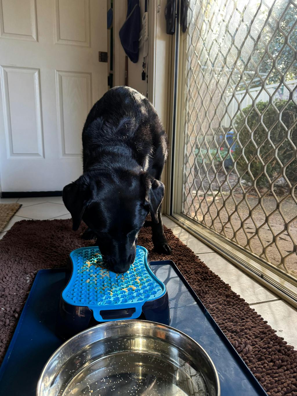 Super Feedy 4-in-1 Slow Feeder Dog Bowl System