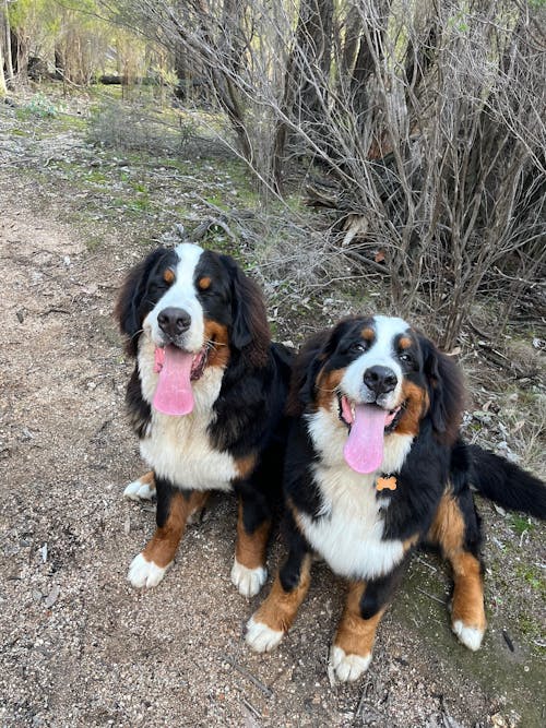 Super Feedy 4-in-1 Slow Feeder System