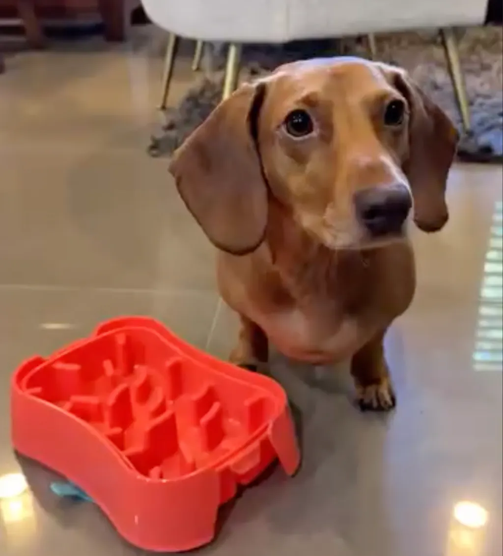 4-in-1 Slow Feeding System for Small Dogs | Super Feedy