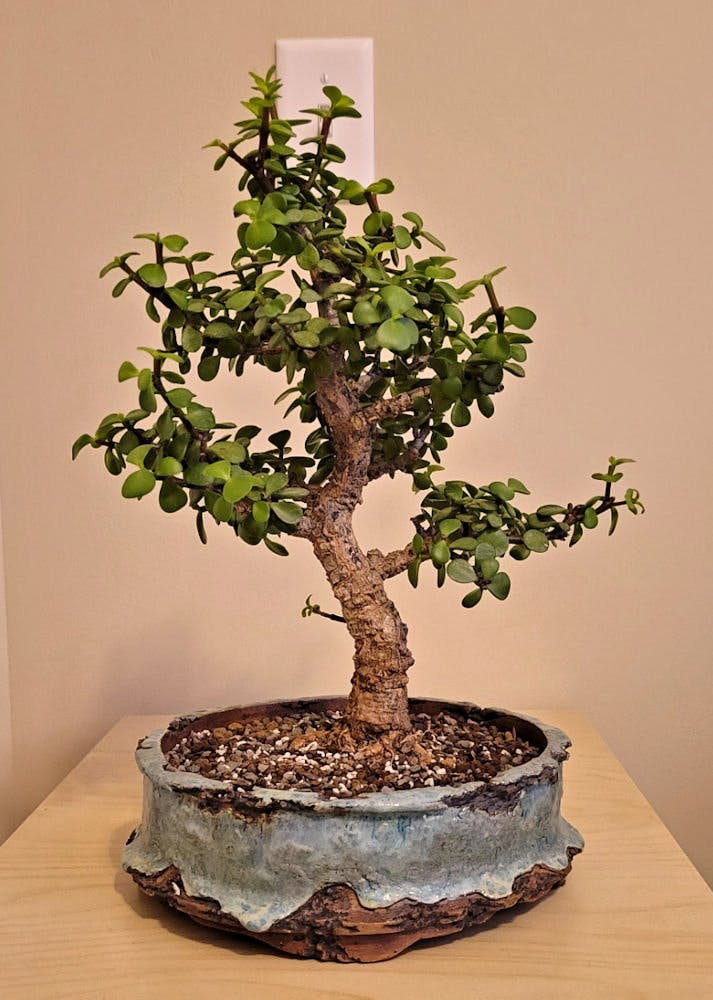 superfly bonsai