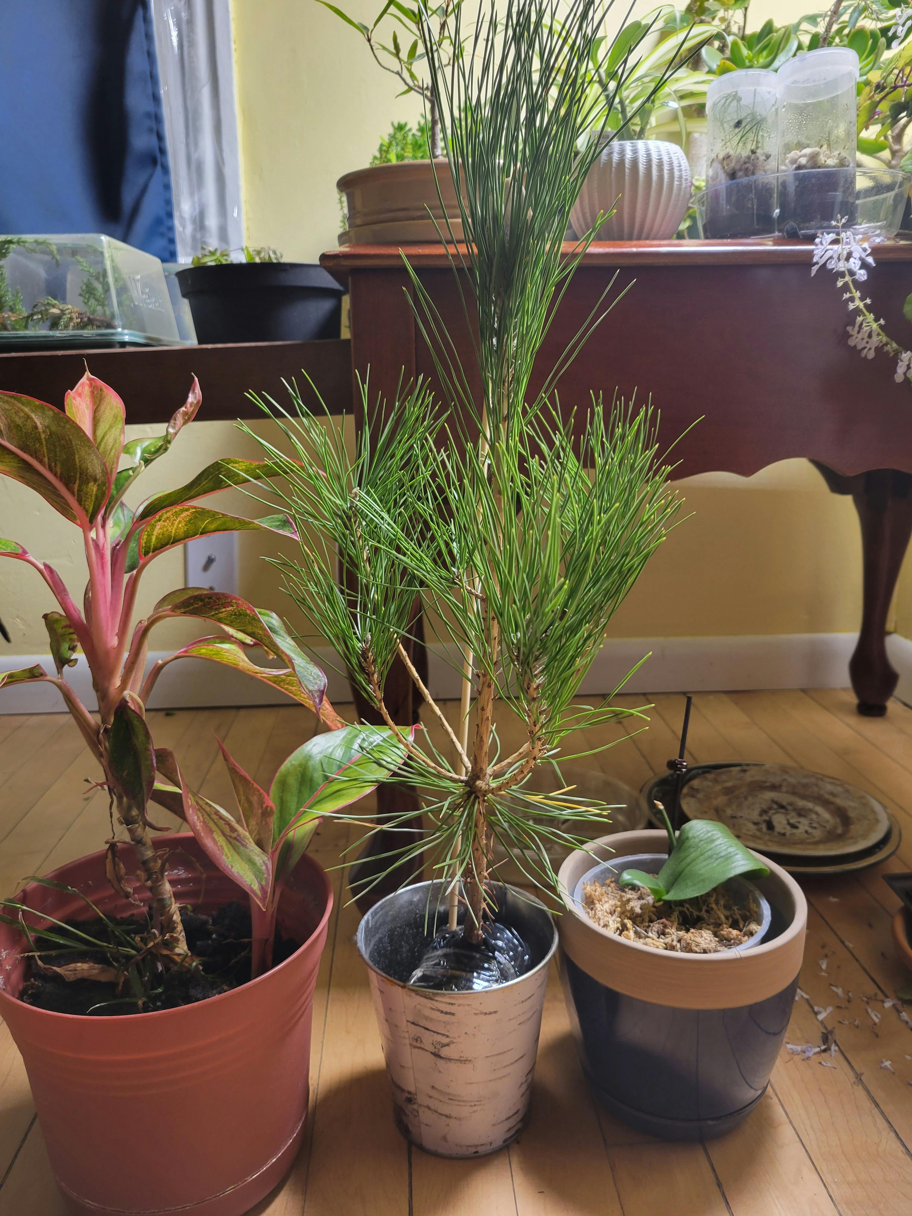 superfly bonsai