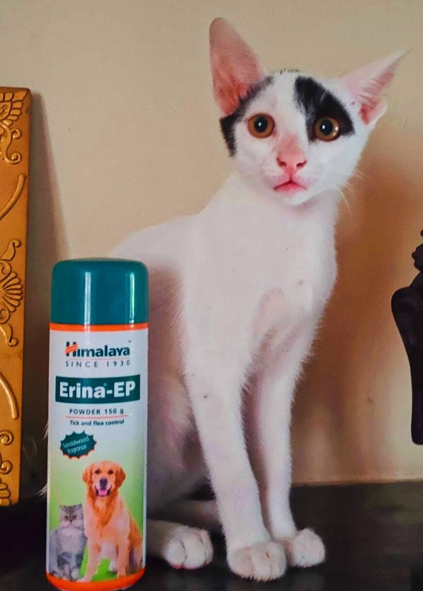 Buy Himalaya Erina EP Flea Tick Powder for Dogs and Cats Supertails