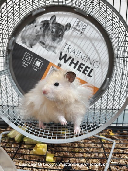 Cage Training A Hamster Ferret Cage Accessories Wooden Parrot