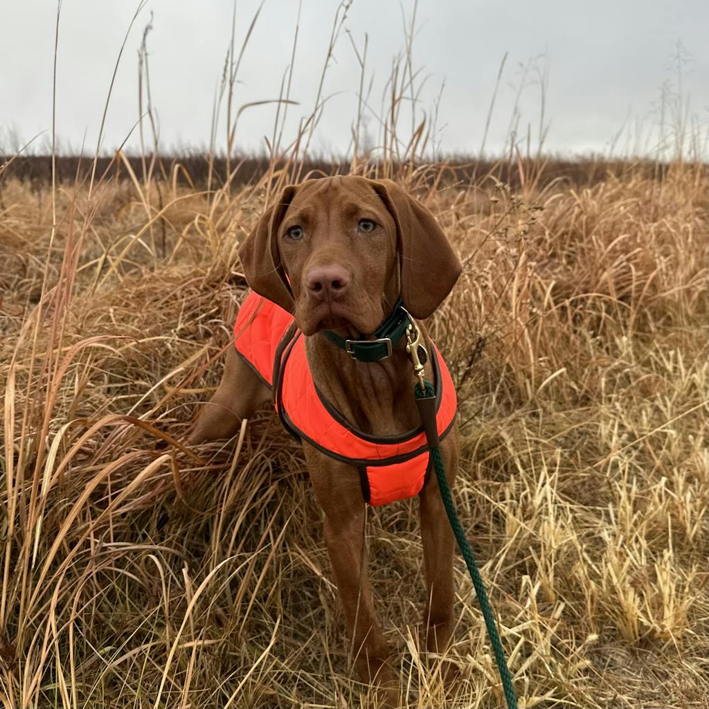 Quilted Dog Vest w/ Berber Fleece The Supreme Paw Supply