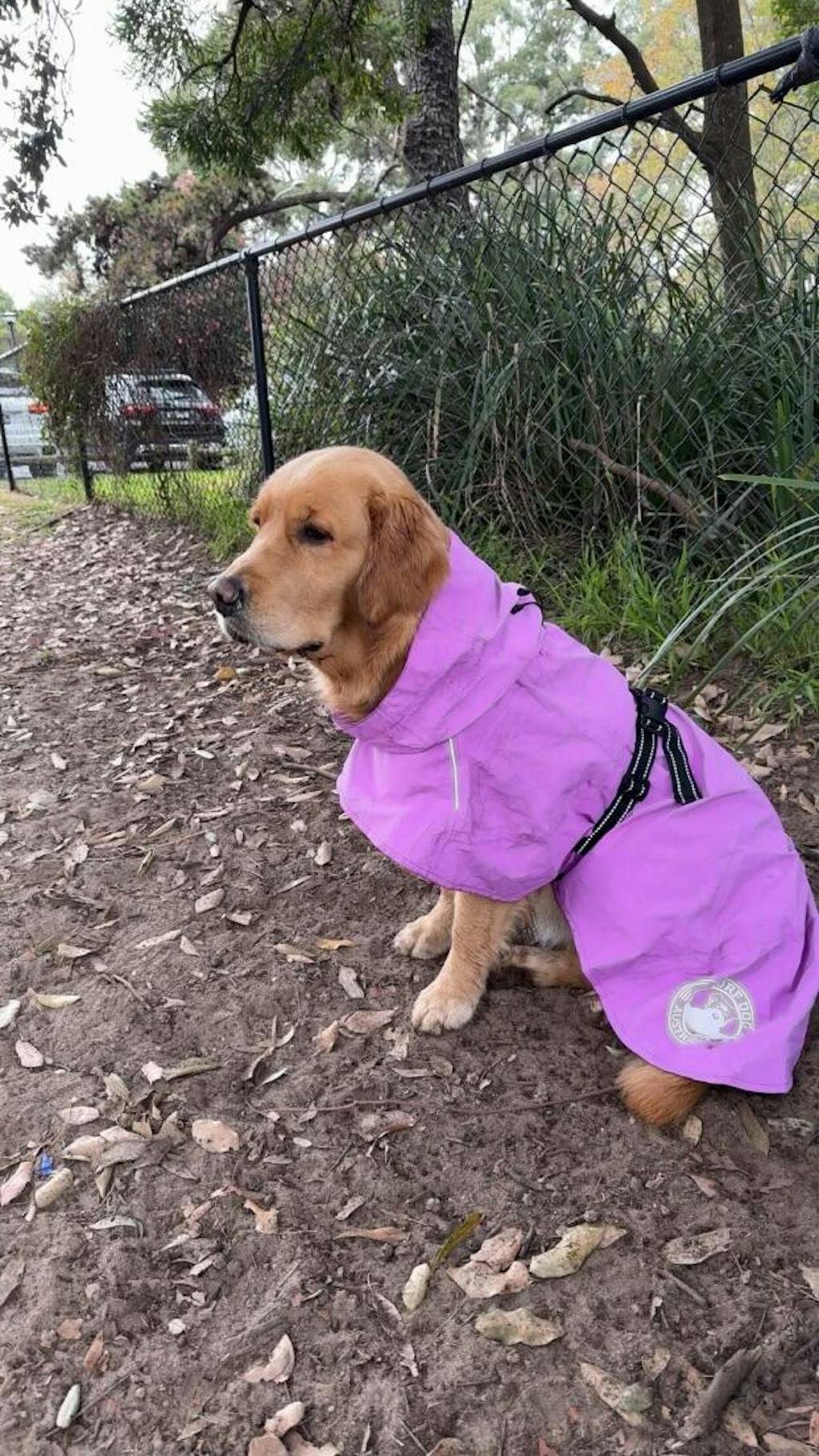 Raincoats for Dogs
