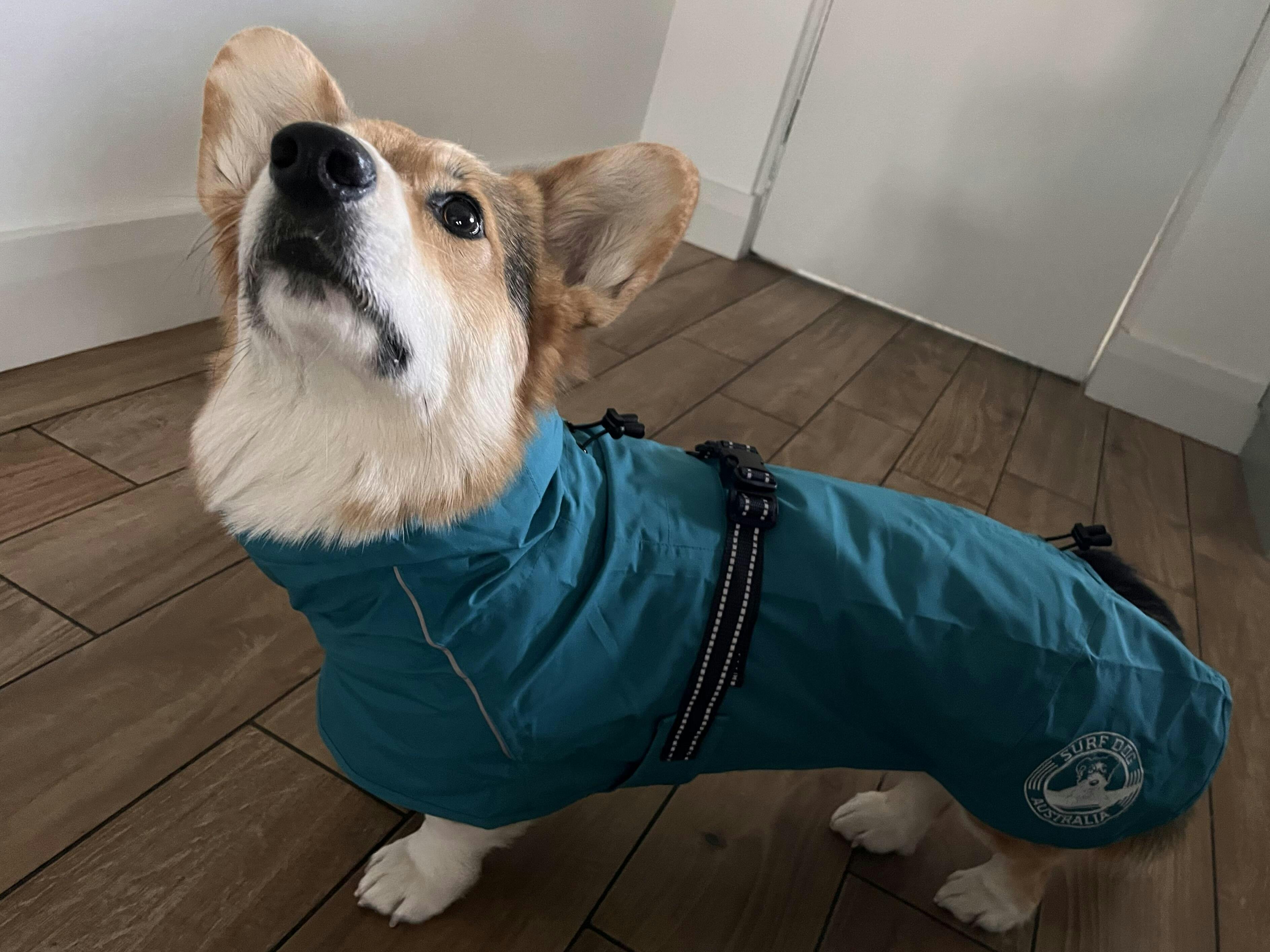 Raincoats for Dogs