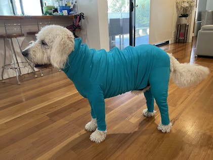 Dog Jacket Cockapoo Waterproof Coat Waterproof Equafleece With