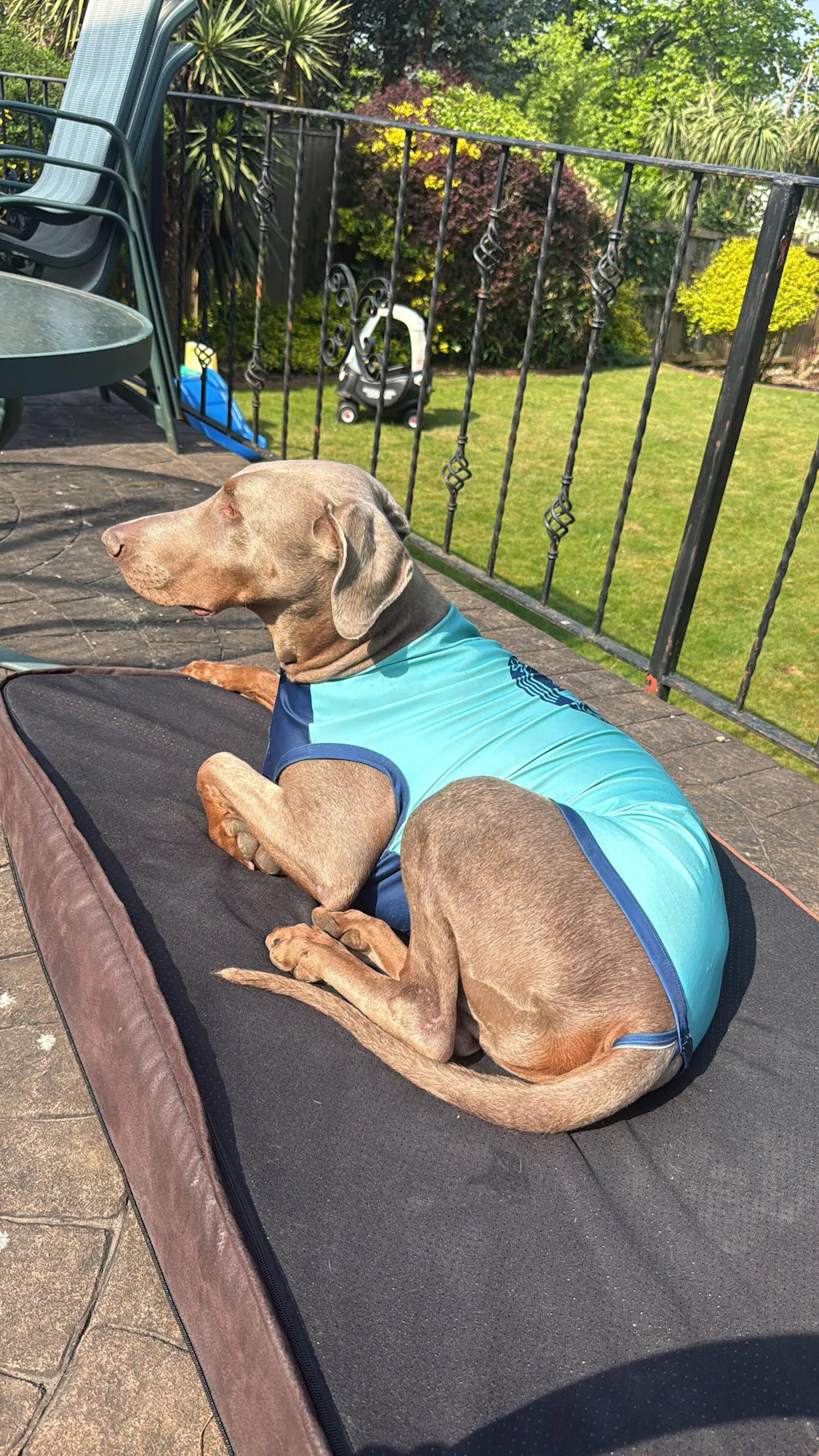 Dog Rashies by Surfdog Australia - UV protection shirts for dogs
