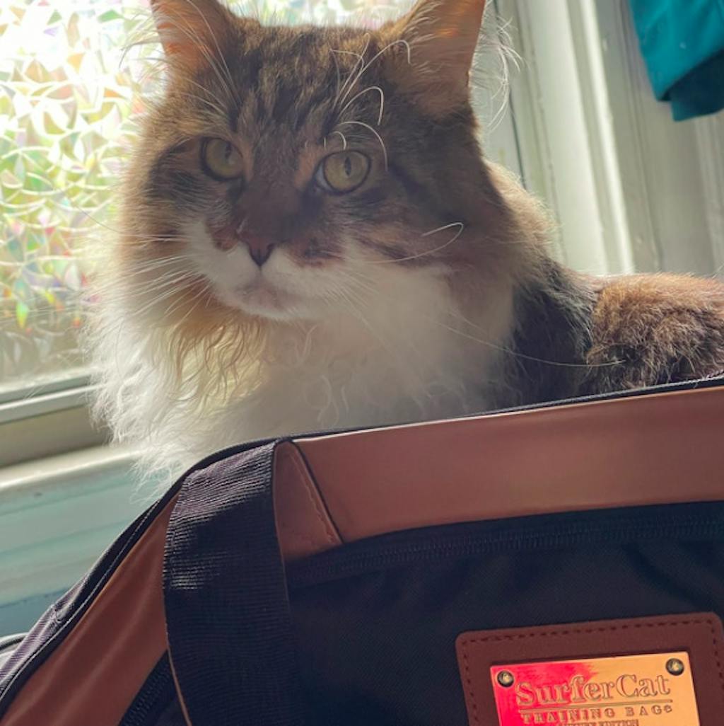 Training Bag w/ Litter Box for adventures SurferCat