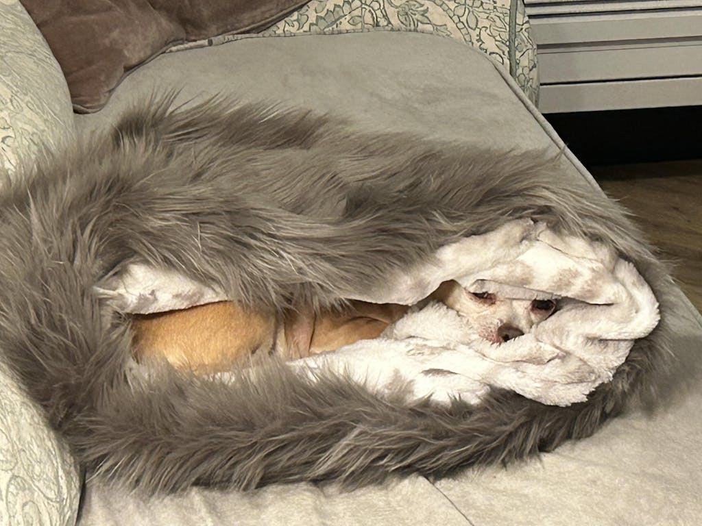 Pink Lynx with Puppy Pink Shag Cuddle Cup