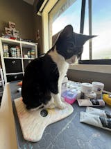 White Painting Palette, Sustainable Canvas