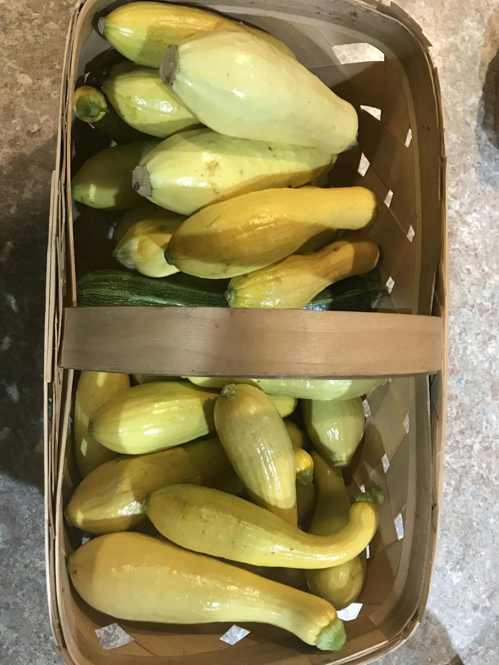 Organic Early Prolific Straightneck Squash Heirloom, Organic Seeds