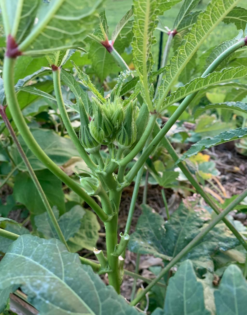 Clemson Spineless 80 Okra Heirloom Vegetable Seeds Sustainable Seed